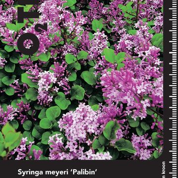 Syringa meyeri 'Palibin'
