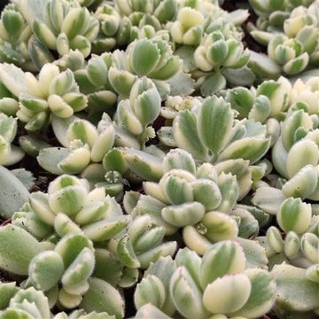 Cotyledon ladismithiensis 'Variegata'
