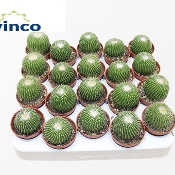 Notocactus leninghausii inermis