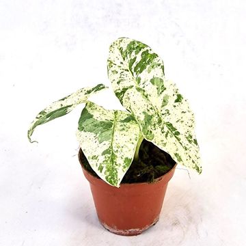 Alocasie odora 'Batik Variegata'