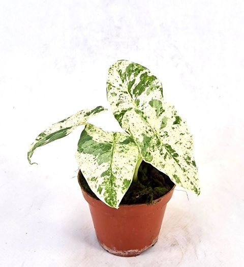 Alocasia odora 'Batik Variegata'