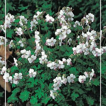 Geranium x cantabrigiense 'Biokovo'