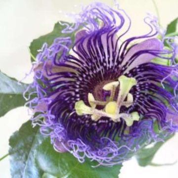 Пассифлора edulis