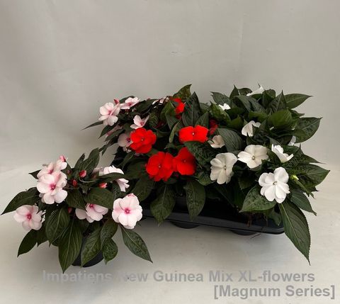 Impatiens PARADISE MIX