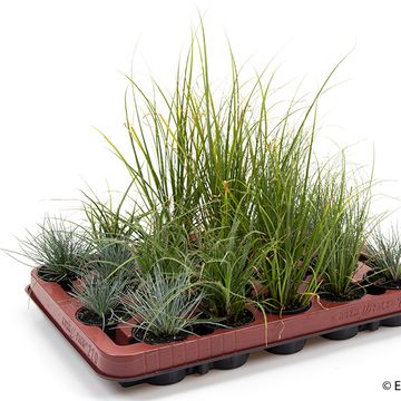 Festuca MIX