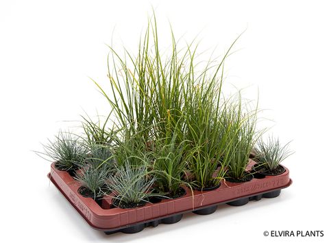 Festuca MIX