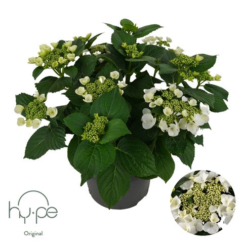 Hydrangea macrophylla LACECAP WHITE