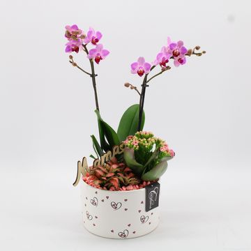 Arreglo  Phalaenopsis