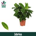 Calathea zebrina