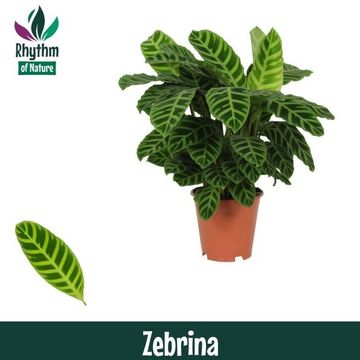 Calathea zebrina