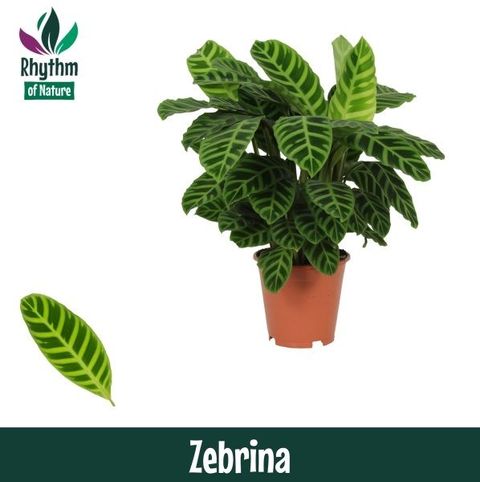Calathea zebrina