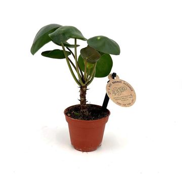 Pilea peperomioides