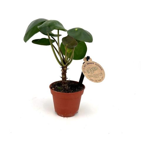 Pilea peperomioides