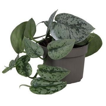 Philodendron scandens 'Pictus'