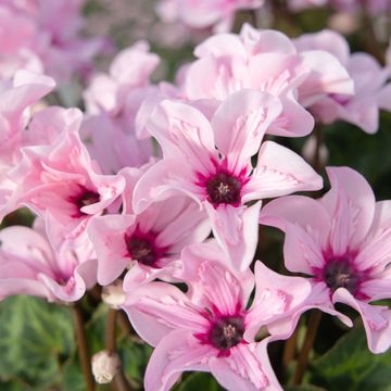 Cyclamen persicum ILLUSIA LIGHT WITH EYE