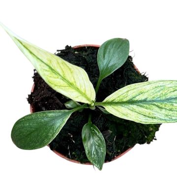 Spathiphyllum 'Sensation Variegata'