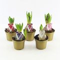 Hyacinthus orientalis MIX