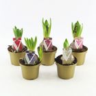 Hyacinthus Giacinto comune MIX