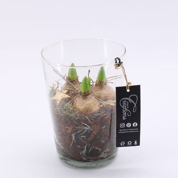 Järjestelyt Hyacinthus