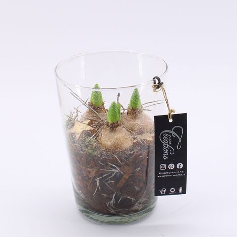 Arrangement Hyacinthus