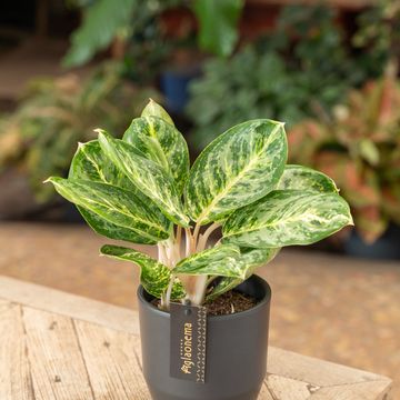 Aglaonema 'Tints of Mint'