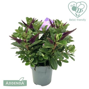 Hebe HEBEDONNA ALINA