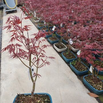 Acer palmatum 'Atropurpureum'