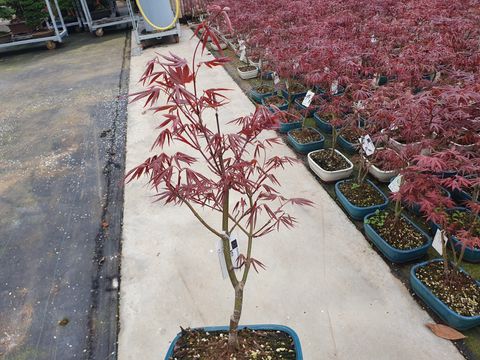 Acer palmatum 'Atropurpureum'