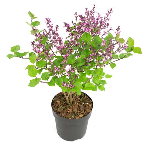 Syringa BLOOMERANG DARK PURPLE