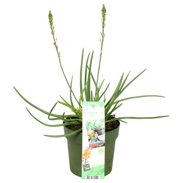 Bulbine frutescens 'Medicus'