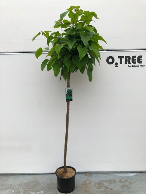 Catalpa bignonioides 'Nana'