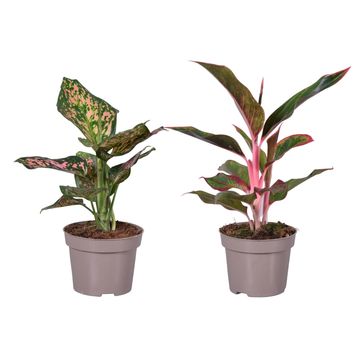 Aglaonema MIX