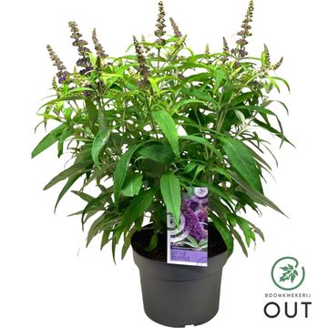Buddleja davidii BUTTERFLY CANDY LITTLE PURPLE