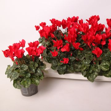 Cyclamen persicum WINFALL SCARLET