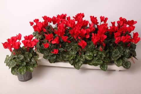 Cyclamen persicum WINFALL SCARLET