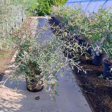 Salix purpurea 'Nancy Saunders'