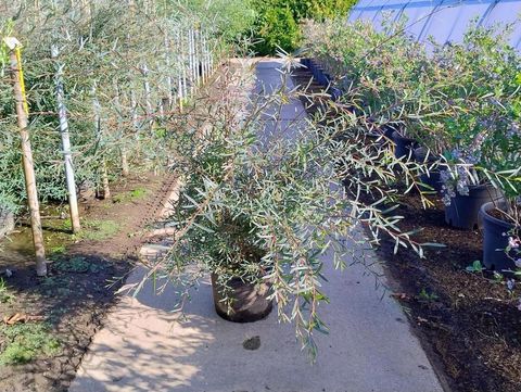 Salix purpurea 'Nancy Saunders'