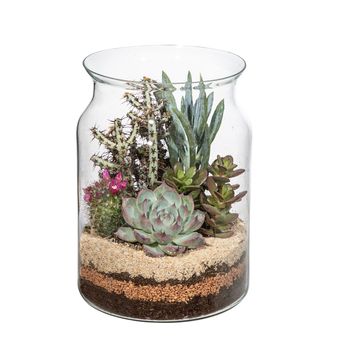 Düzenlemeler Terrarium