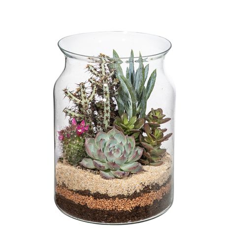 Composizione Terrarium