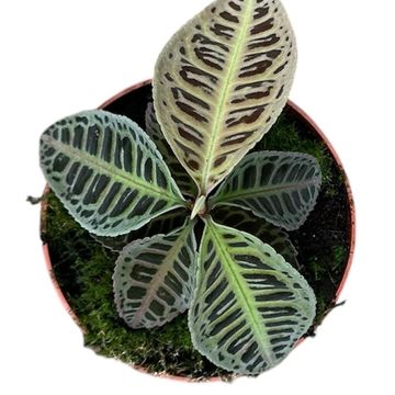 Labisia