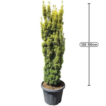 Taxus baccata 'David'