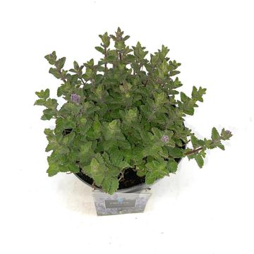 Nepeta 'Purrsian Blue'