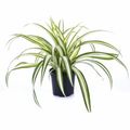 Chlorophytum comosum 'Ocean'