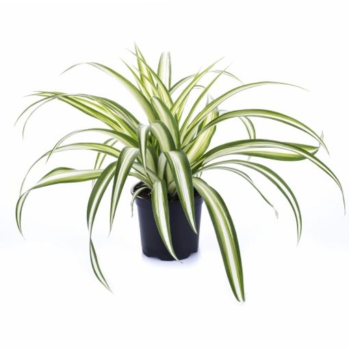 Chlorophytum comosum 'Ocean'