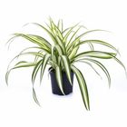 Chlorophytum comosum 'Ocean'