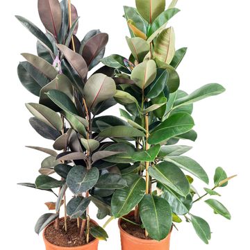 Ficus MIX