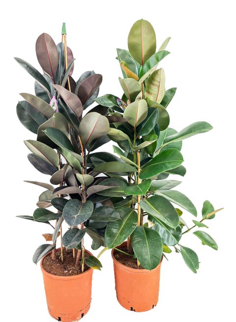 Ficus MIX