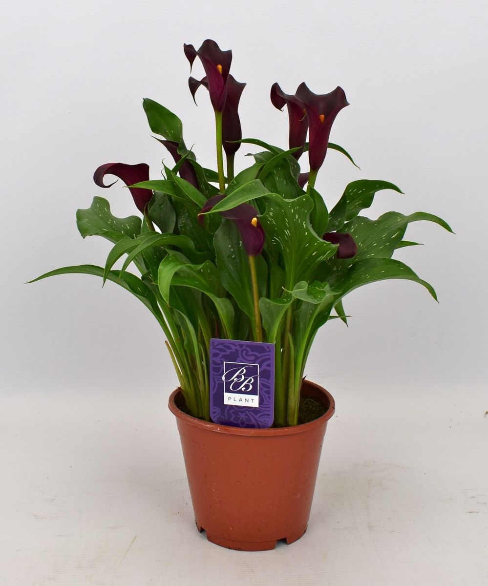 Zantedeschia 'Allure' — Plant Wholesale FlorAccess