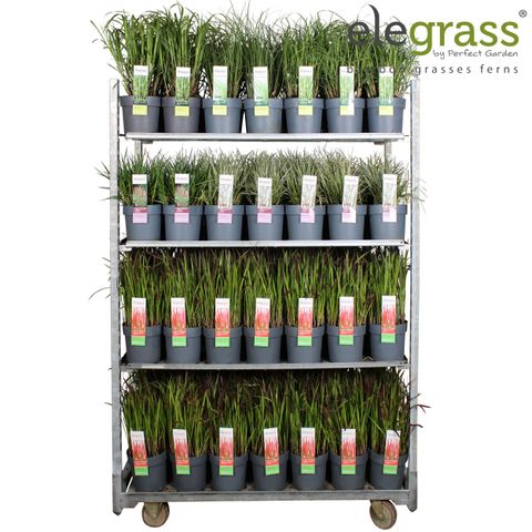 Декоративні трави MIX