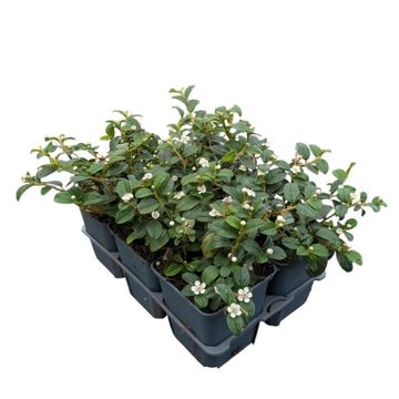Cotoneaster dammeri